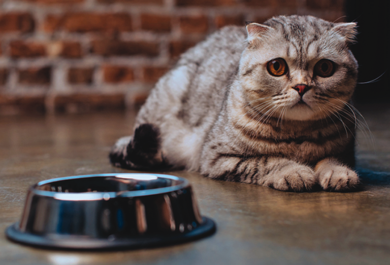 Tabby Scottish Fold cat
