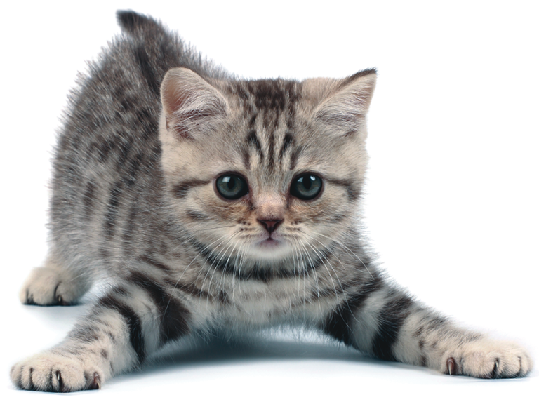FIP: Advances in Treatment