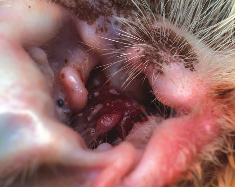 A tumor in a cat’s ear, originating from ceruminomous cells.