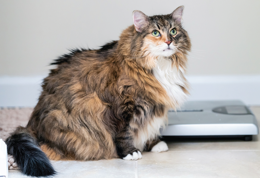 Lumpy, Bumpy, Clumpy Coats - Catwatch Newsletter