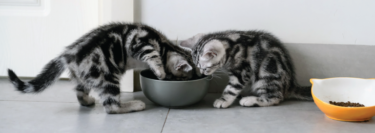 Freeze-Dried Cat Food