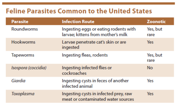 Does Your Cat Need Deworming Catwatch Newsletter