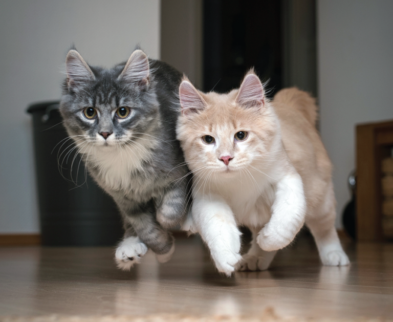 kittens