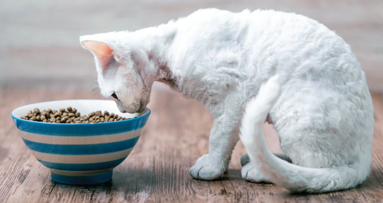 New Drug for Cats Battling Weight Loss