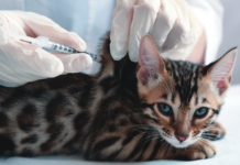 This pretty kitty is receiving a subcutaneous injection.