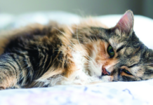 feline congestive heart disease