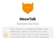 Meow Talk