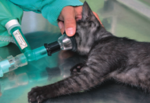 anesthesia for cat