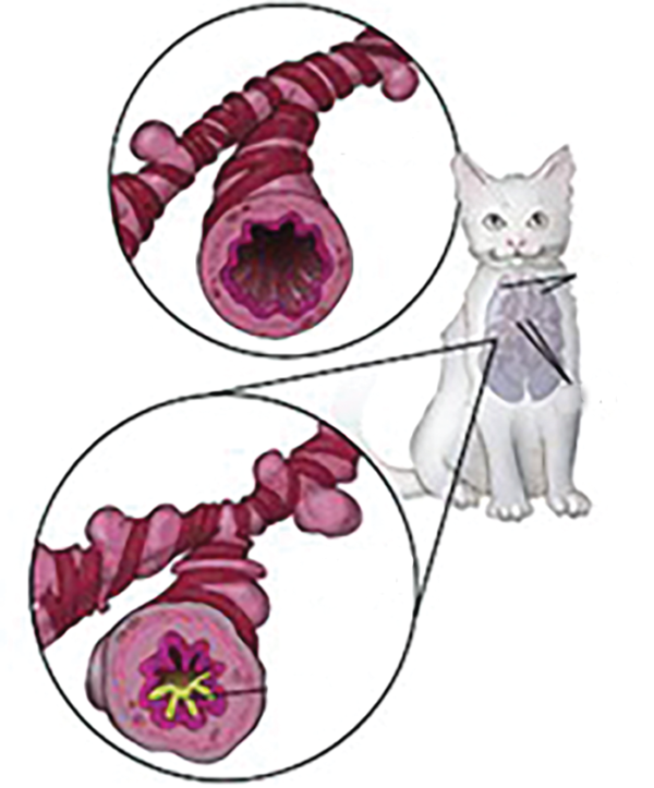 Asthma Can Be Controlled Catwatch Newsletter