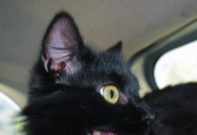 Gel vs. Electric Feline Pheromone Delivery Systems Open mouthed breathing is not normal in cats. While it can be caused by stress in some cats, asthmatic cats may breathe with their mouths open and their necks extended.