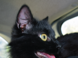 Gel vs. Electric Feline Pheromone Delivery Systems Open mouthed breathing is not normal in cats. While it can be caused by stress in some cats, asthmatic cats may breathe with their mouths open and their necks extended.