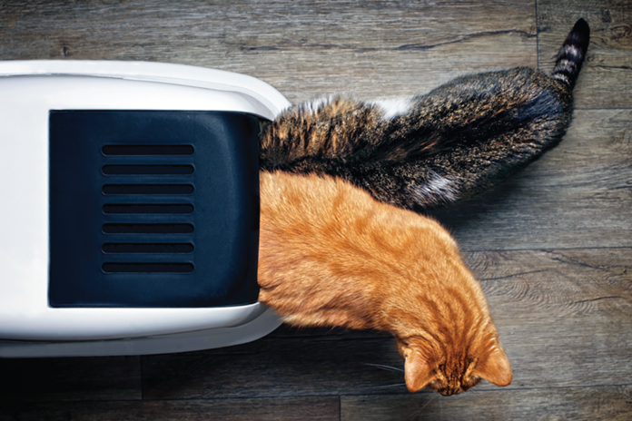 A too busy “bathroom” will cause your cats to look for alternatives. You need a litterbox for each cat, plus one spare.
