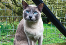 This blue mink Tonkinese is enjoying a perch outdoors, but she is susceptible to mosquito bites if out during dawn or dusk feeding times.