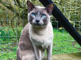 This blue mink Tonkinese is enjoying a perch outdoors, but she is susceptible to mosquito bites if out during dawn or dusk feeding times.