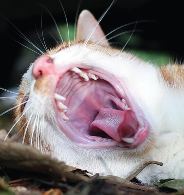 Signs Of Feline Oral Cancer / Common Cancers In Older Cats Symptoms And