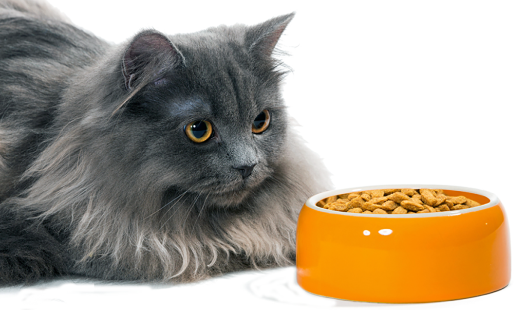Toxic AflatoxinProducing Mold Catwatch Newsletter