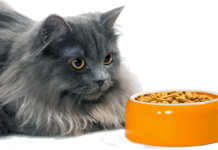 Cat food ingredients are screened for aflatoxins and other contaminants, but aflatoxin can be difficult to detect at its initial stages and may therefore slip into a batch of food, undetected.