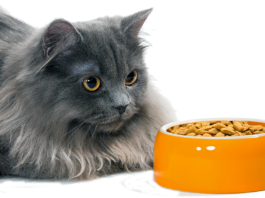 Pet Food Contamination Cat food ingredients are screened for aflatoxins and other contaminants, but aflatoxin can be difficult to detect at its initial stages and may therefore slip into a batch of food, undetected.