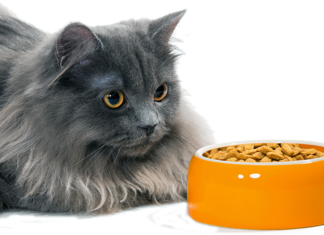 Cat food ingredients are screened for aflatoxins and other contaminants, but aflatoxin can be difficult to detect at its initial stages and may therefore slip into a batch of food, undetected.