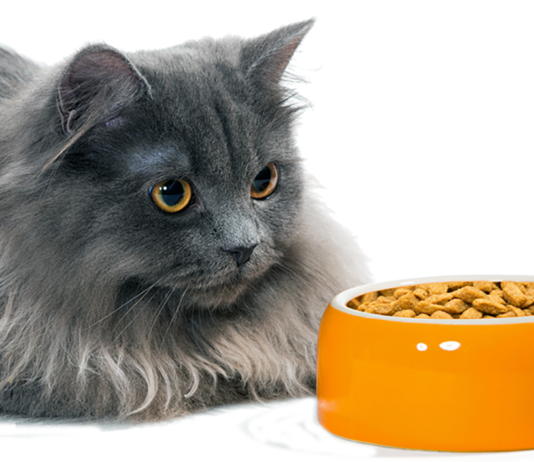 Pet Food Contamination Cat food ingredients are screened for aflatoxins and other contaminants, but aflatoxin can be difficult to detect at its initial stages and may therefore slip into a batch of food, undetected.