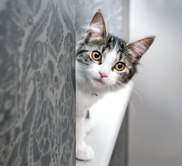 Remember, your new cat isn’t sure who you are. Give her time to settle in. Sit near her, talk with her, but allow her to make the approach.