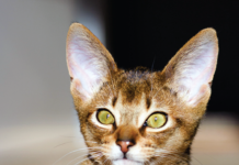 The Abyssinian cat dates back to Egypt 4,000 years ago and has a distinctive tabby coloring with individual hairs banded with different colors. The elegant, playful Abyssinian has earned the nicknames “Runway Model of the Cat World” and “Clowns of the Cat Kingdom.”