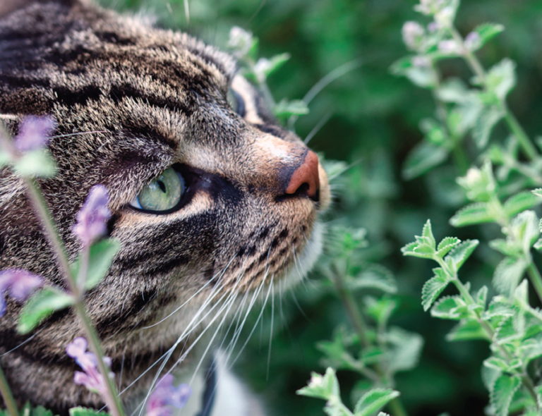 Why Cats Are Crazed for Catnip