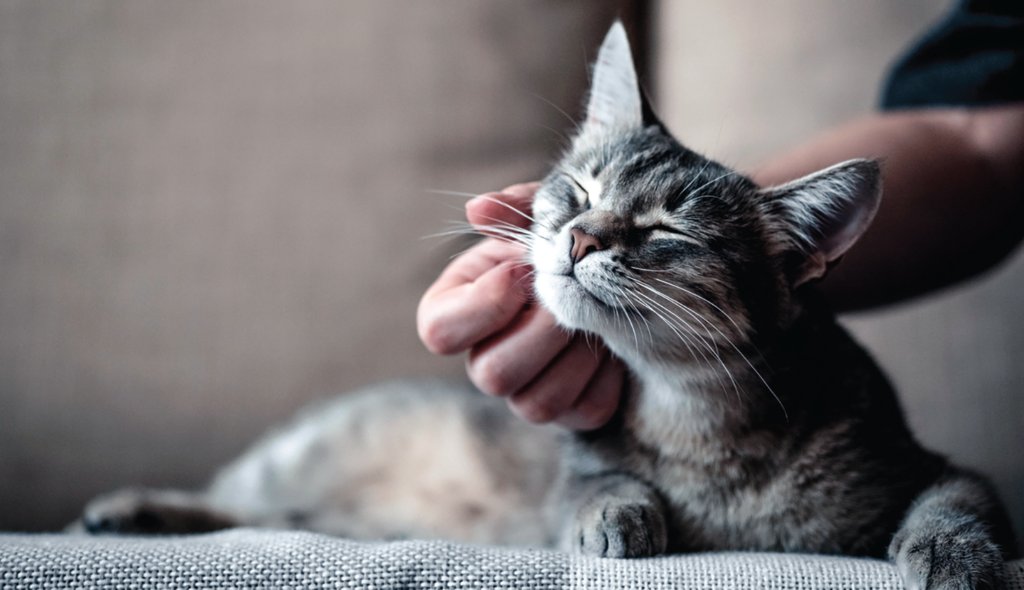 Signs Your Cat Has Stomach Cancer : My Cat Was Diagnosed With Inflammatory Bowel Disease Ibd Animalbiome - I have enjoyed reading this forum, and looking for answers to my cat questions.