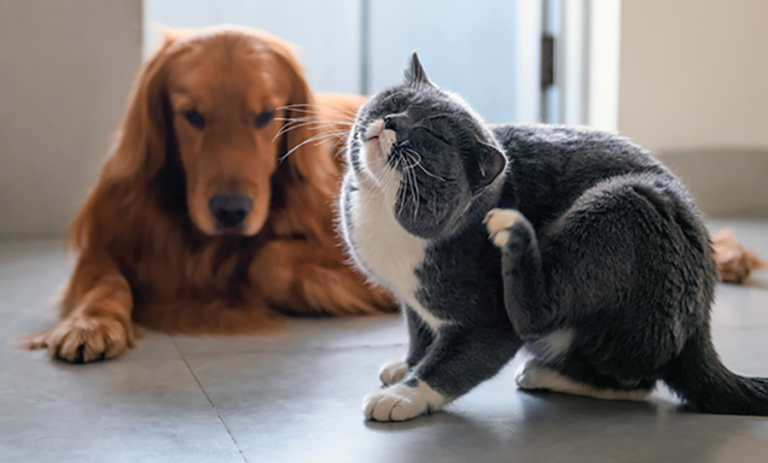 Indoor cats can be exposed to fleas by housemates who go outside and give the fleas a ride in.