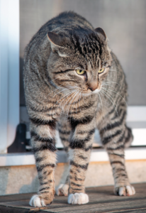 This kitty is angry, possibly protecting his turf. Back arched, staring, ears flat back, tail out.