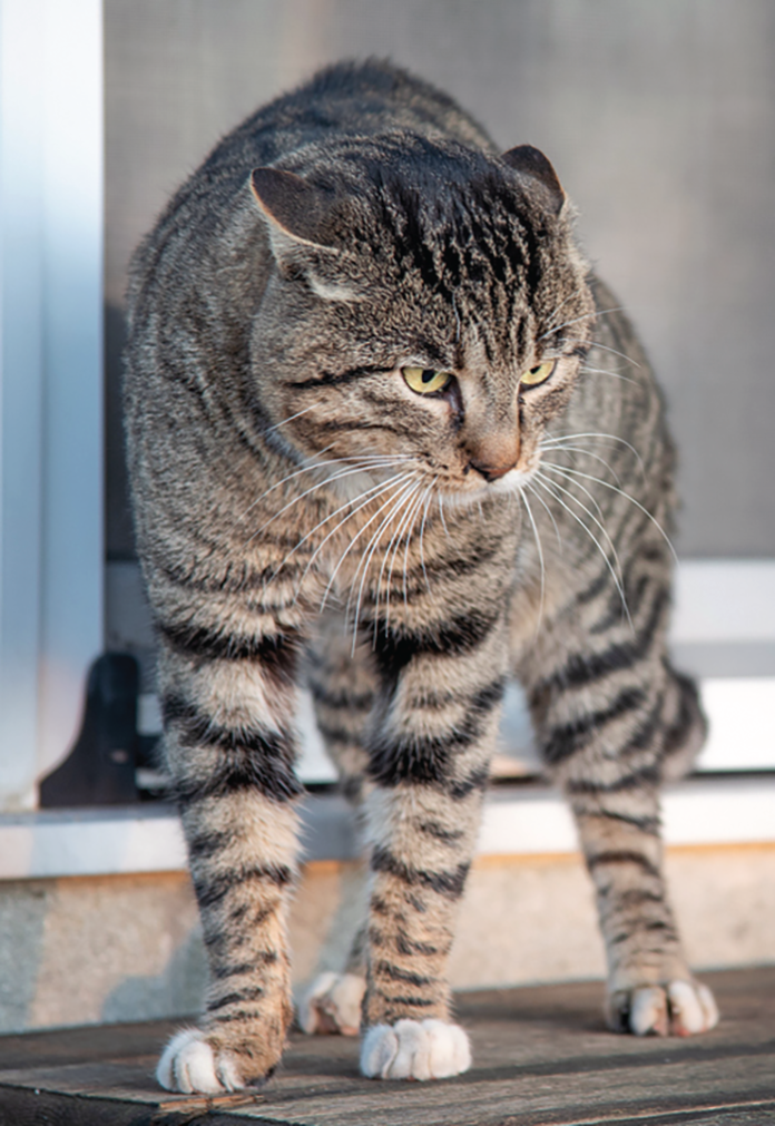toys for aggressive cats