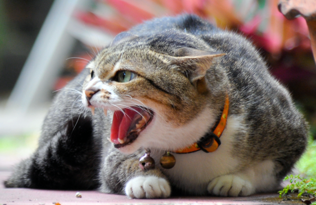 how-to-fix-aggressive-behavior-in-cats