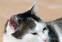 Yes. That’s a mosquito on this indoor cat’s nose.