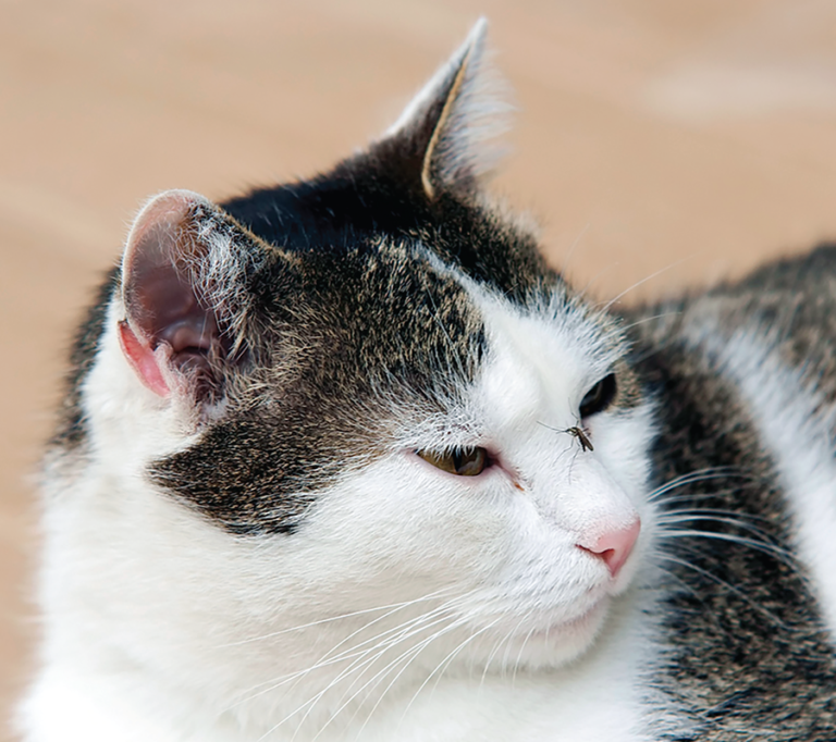 Heartworm: Potentially Deadly