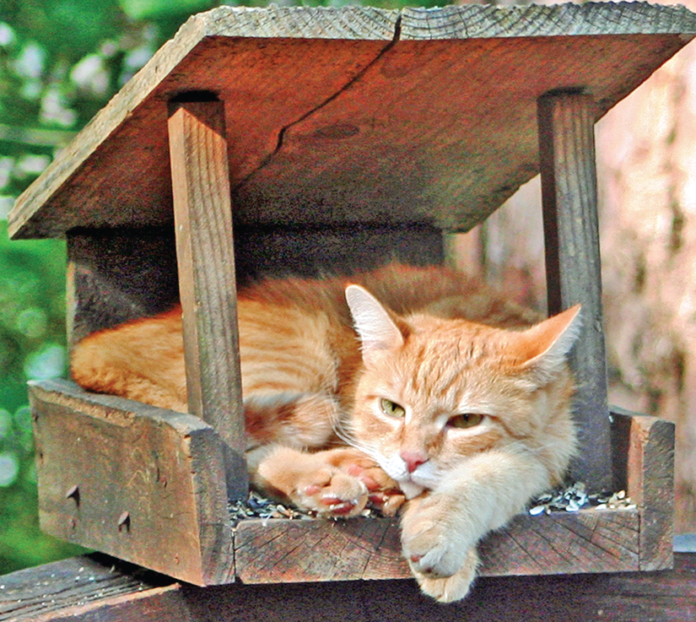 We’re not so sure this cat’s perch inside a birdfeeder is going to pay off, but you have to admire his moxy.