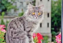 Even indoor cats can be affected by outdoor allergens that blow in through open windows.
