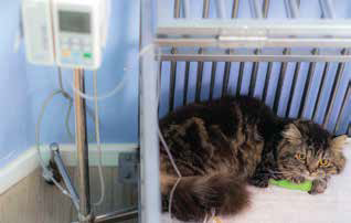 A cat battling pneumonia may need hospitalization, including IV medications.