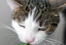 Feeding small amounts of spinach to your cat is considered acceptable.