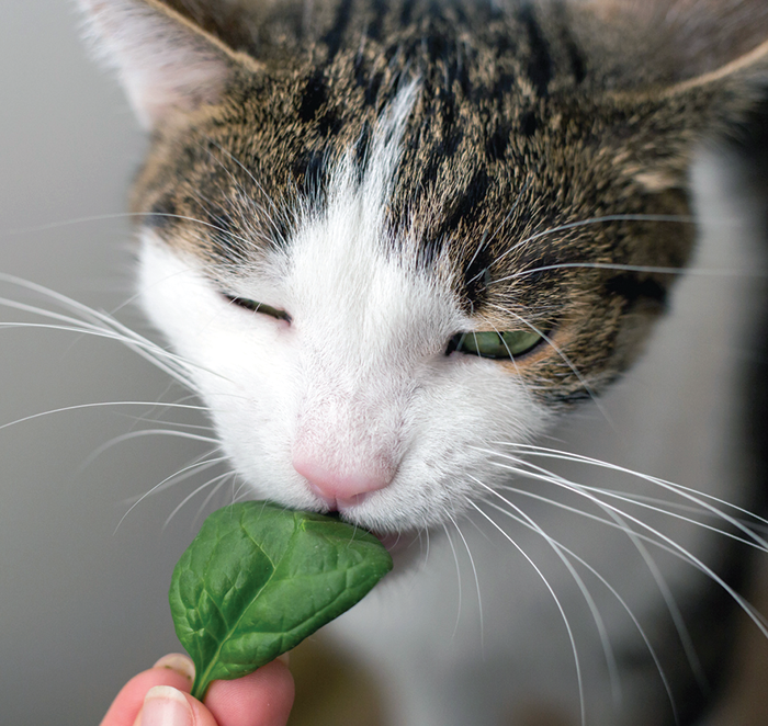 Feeding small amounts of spinach to your cat is considered acceptable.