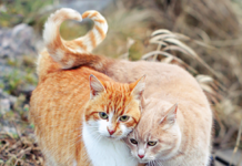 Cats that are buddies may be curled up together with tails intertwined or draped over each other. That is a trusting friendship.