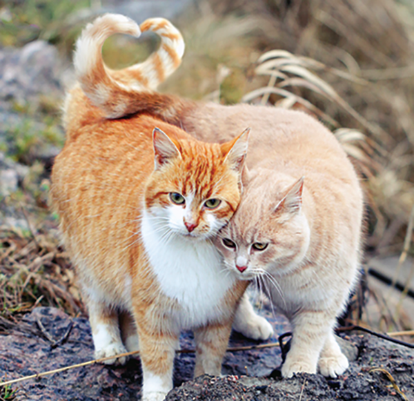 Cat walks with tail best sale straight up