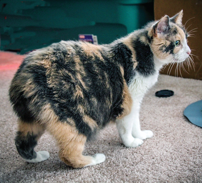 Manx syndrome sometimes affects Manx and other tailless cats.