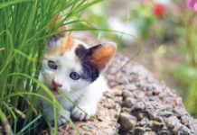 Cats with cerebellar hypoplasia usually get along just fine, but it’s wise to keep them out of places where they might fall.