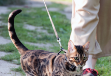 You cat will enjoy a daily walk to change his environment, breathe fresh air, and check out what’s happening.