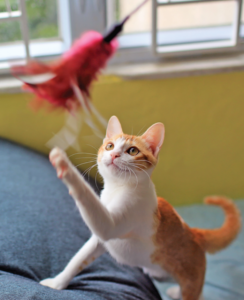 Sure, it can be a pain when your cat helps you dust, but isn’t that what owning a cat is all about? Getting weight under control will bring that playfulness back.