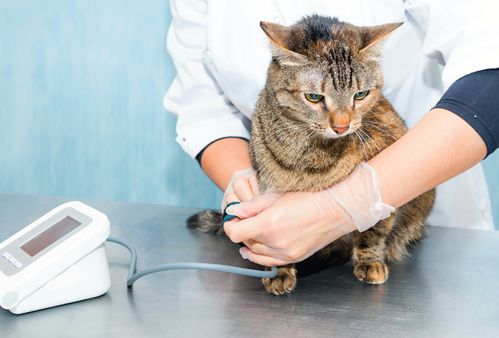 Taking a cat’s blood pressure requires multiple tries and patience.