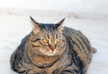 A cat that lays around all day may not be a “contented cat.” It may be too hard to move easily due to excess weight.