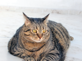 A cat that lays around all day may not be a “contented cat.” It may be too hard to move easily due to excess weight.