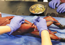 Students can practice their surgical skills without using a live animal.