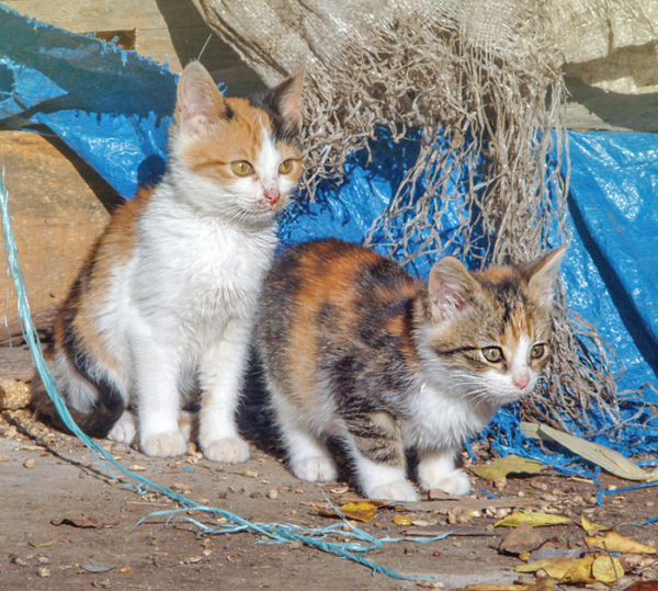 Reality and Rabies in Strays Catwatch Newsletter